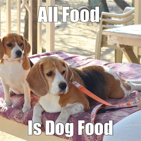 23 Funny Beagle Memes That Will Make You Laugh Non Stop