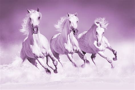 Pink Horses Wallpaper Buy Stunning Horse Themed Wallpapers At Happywall
