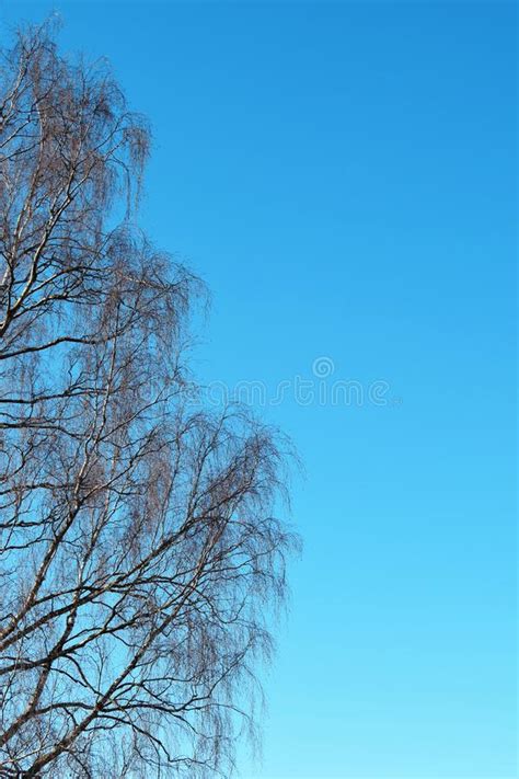 Birch Tree Branches With No Leaves Against Blue Clear Sky Stock Photo