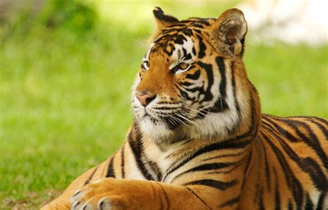 National Animal Of India Tiger Infobharticom