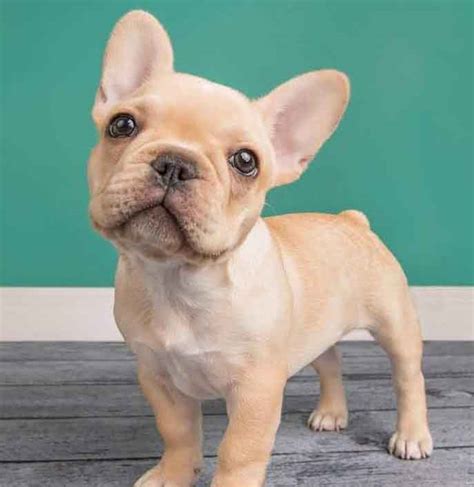 Find 601 french bulldogs puppies & dogs for sale uk at the uk's largest independent free classifieds site. French Bulldog Colors Explained | Ethical Frenchie