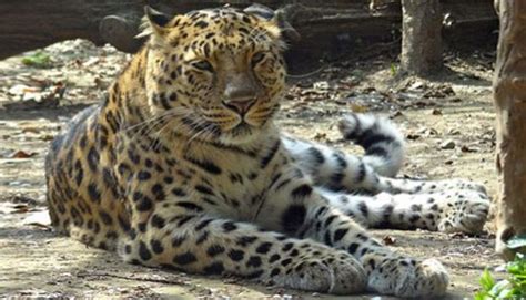 Amazing Facts About Amur Leopards Onekindplanet Animal Education