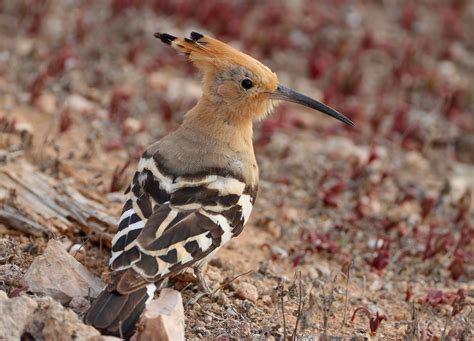 Hoopoe By Lee Fuller Birdguides