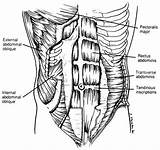 Images of Diagram Of Core Muscles
