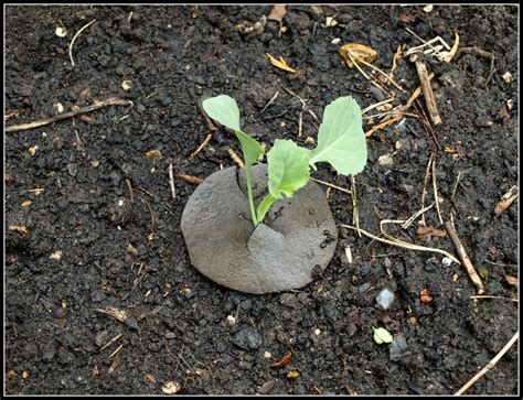 Marks Veg Plot Transplanting Broccoli Seedlings