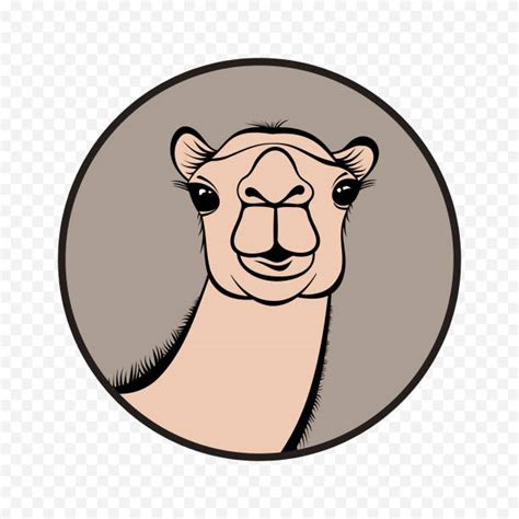 Best Camel Face Illustrations Royalty Free Vector Graphics And Clip Art