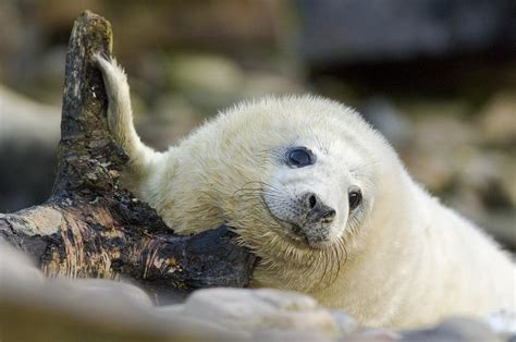 Grey Seal Pup Photograph By Duncan Shaw Pixels