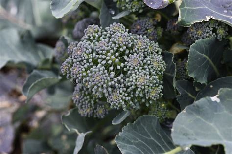 Broccoli Flowers Stock Photo Image Of Bloom Field 172683702