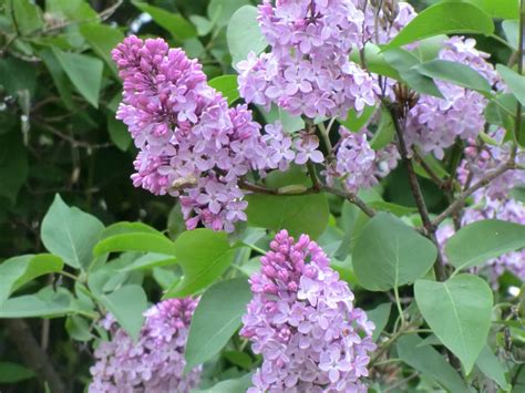 Imgs For French Lilac Hedge Lilac Moving Plants French Lilac