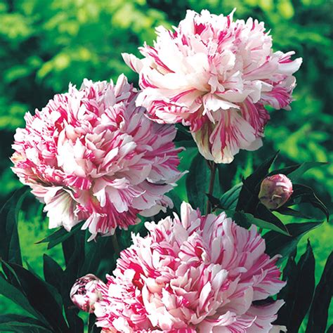 Buy Kirinmaru Double Peony Flowers K Van Bourgondien