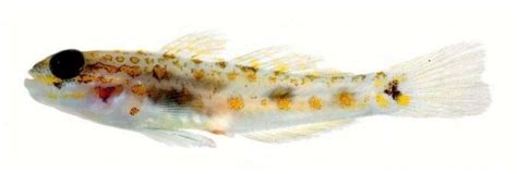 New Species Of Deep Sea Goby Discovered Practical Fishkeeping