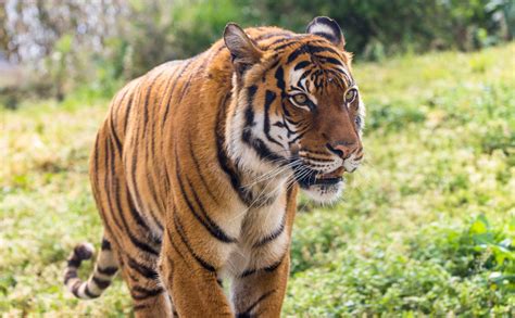 Malayan Tiger Tulsa Zoo