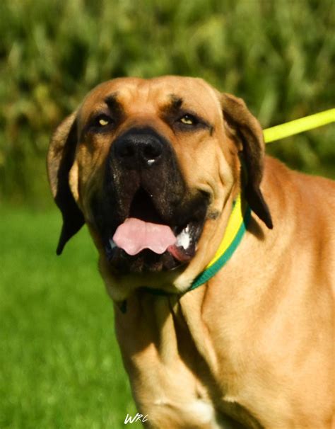 Is the fila brasileiro right for you? Fila Brasileiro