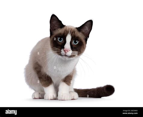 Seal Point Snowshoe Cat Hi Res Stock Photography And Images Alamy