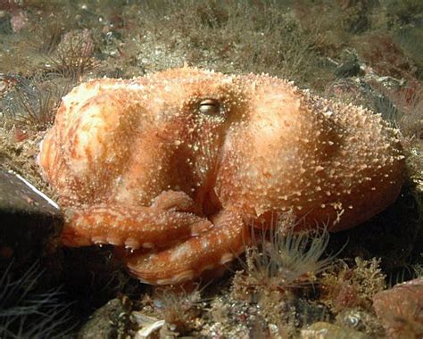 Octopus Arran Sealife