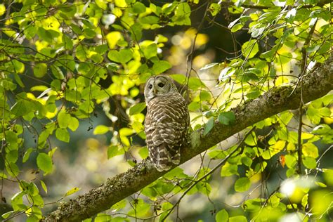The Barred Owl Calls Birdnote