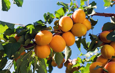 Pisana Apricot Fruit Tree Variety Anfic