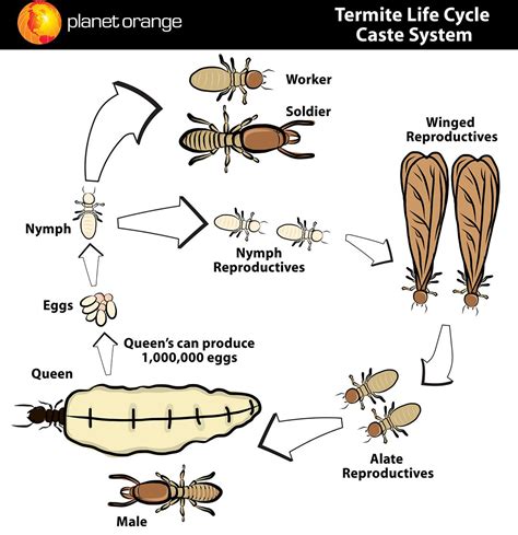 Termite Nests Termite Life Cycle Stages