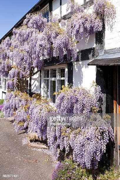 Wisteria Cottage Photos And Premium High Res Pictures Getty Images