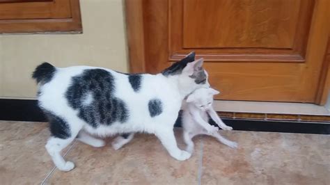 Kitten Meow Raw Mama Cat Carrying Baby Kittens Videos