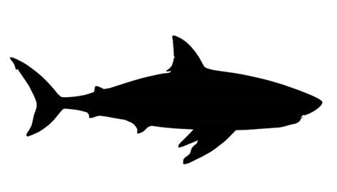 Shark Silhouette Illustrations Royalty Free Vector Graphics And Clip Art