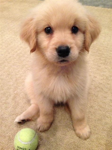Pictures Of Cute Golden Retriever Puppies Zayn Golden