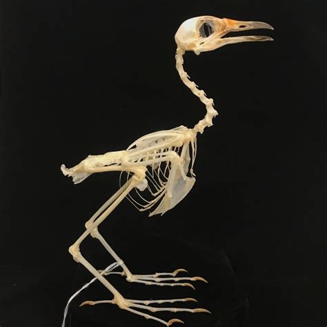 Bird Skeleton Diagram Quizlet
