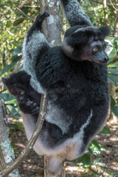 Indri Baby Close Up Stock Photo Image Of African Andasibe 47853846