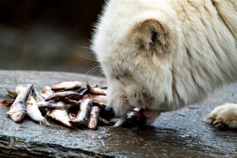 Arctic Fox Eating Stock Photos Free And Royalty Free Stock Photos From