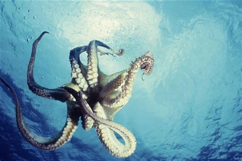 These Octopus Facts Will Surely Ignite The Curiosity Of Kids Animal Sake