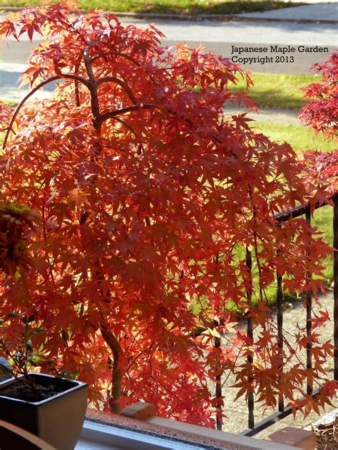 Acer Palmatum Ryusen Japanese Garden Style Japanese Garden Red