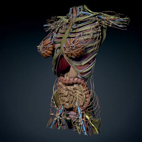 Human torso models are both complex and rich in detail as they torso contains many vital organs. Human Female Torso Anatomy 3D Model MAX OBJ 3DS FBX C4D LWO LW LWS - CGTrader.com