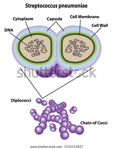 Bacteria Cell Streptococcus Pneumoniae Labeling Cell Stock Vector