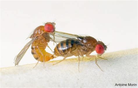 Attractive Female Flies Harmed By Male Sexual Attention Uq News The