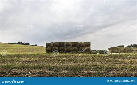 Alfalfa Hay Bales In Ranch Field Stock Photography