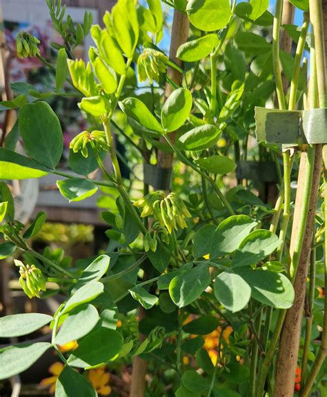 Coronilla Glauca Citrina 3 Litre Stewarts Garden Centre