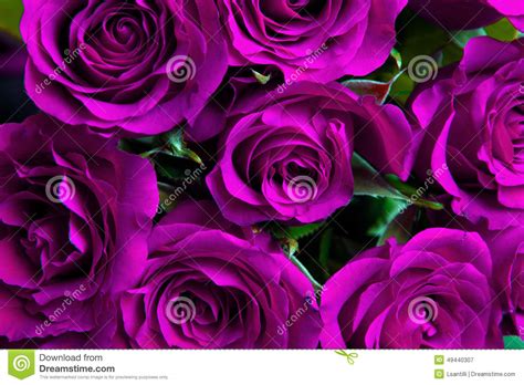 Purple Natural Roses Background Stock Image Image 49440307