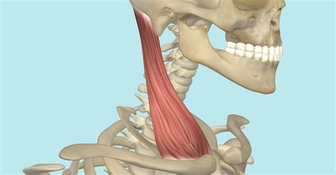 Sternocleidomastoid Muscle Its Attachments And Actions Yoganatomy