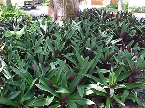 Partial to full shade is best for these pretty perennials. Tropical Ground Covers, sub-tropical ground covers, list ...