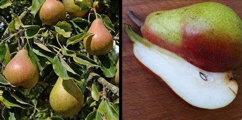 How To Grow Fruit And Nut Trees In Zone 5 7 And More