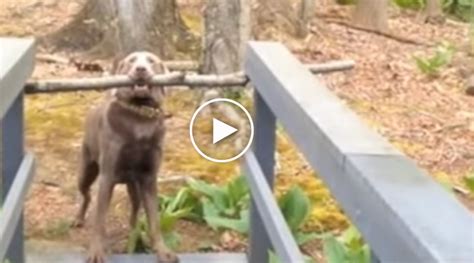 Dog Uses Brilliant Problem Solving Skills To Get Huge Stick Over A