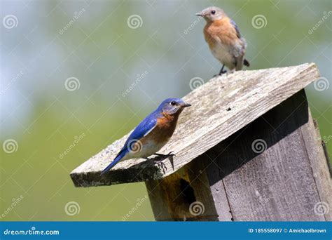 A Pair Of Eastern Bluebirds Stock Image Image Of Bluebird Colorful