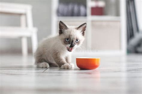 Kitten Eating Food From Bowl Stock Photo Image Of Meal Adorable