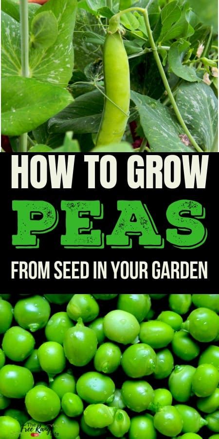 How To Grow Peas In Your Vegetable Garden The Free Range Life