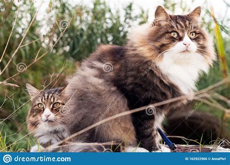 Two Beautiful Fluffy Cats In A Row Closeup View Stock Photo Image