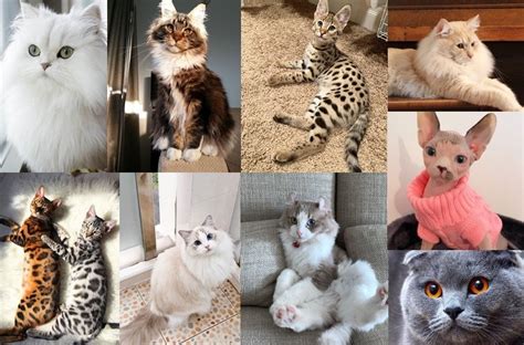 Top 11 Most Expensive Cat Breeds In The World