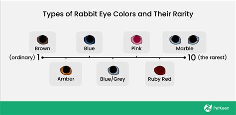 7 Types Of Rabbit Eye Colors And Their Rarity With Pictures Pet Keen