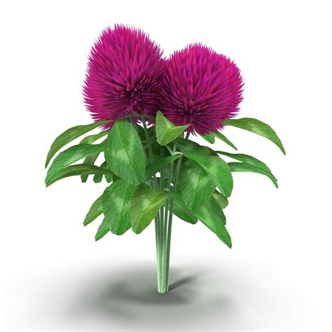 Flower Clover 3d Model Cgtrader