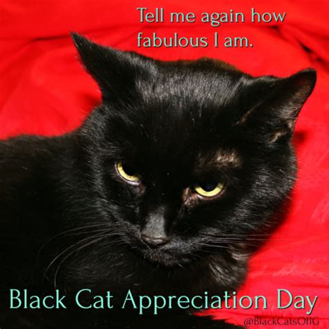 Wildly Happy Black Cat Appreciation Day And Week Cat Wisdom 101