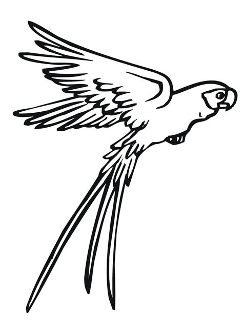 Soulmuseumblog Flying Parrot Coloring Pages
